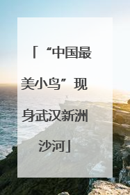 “中国最美小鸟”现身武汉新洲沙河