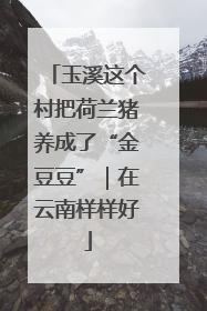 玉溪这个村把荷兰猪养成了“金豆豆”｜在云南样样好