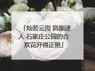 灿若云霞 旖旎迷人 石家庄公园的合欢花开得正艳