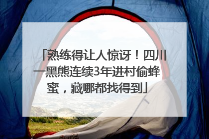 熟练得让人惊讶！四川一黑熊连续3年进村偷蜂蜜，藏哪都找得到