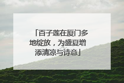百子莲在厦门多地绽放，为盛夏增添清凉与诗意