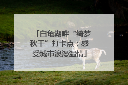 白龟湖畔“绮梦秋千”打卡点：感受城市浪漫温情