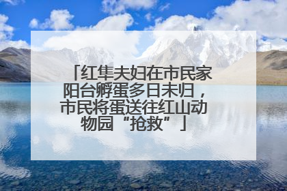 红隼夫妇在市民家阳台孵蛋多日未归，市民将蛋送往红山动物园“抢救”