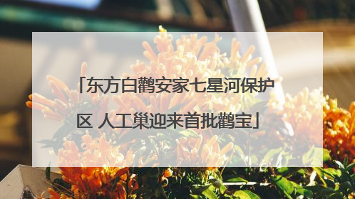 东方白鹳安家七星河保护区 人工巢迎来首批鹳宝