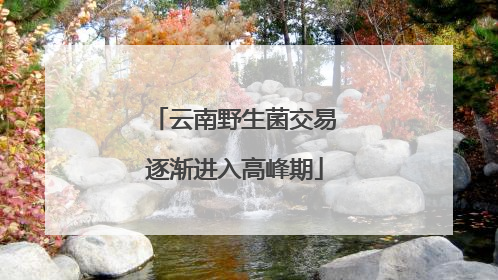 云南野生菌交易逐渐进入高峰期