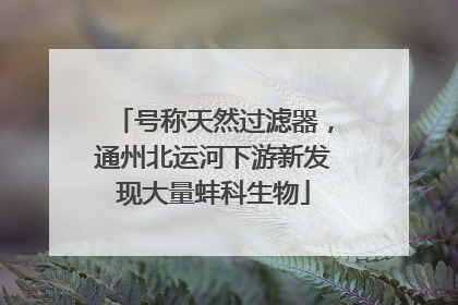号称天然过滤器，通州北运河下游新发现大量蚌科生物