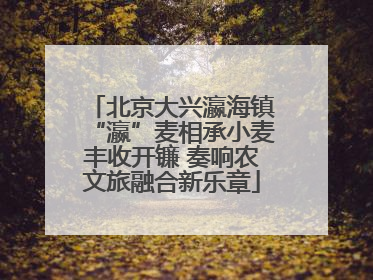 北京大兴瀛海镇“瀛”麦相承小麦丰收开镰 奏响农文旅融合新乐章