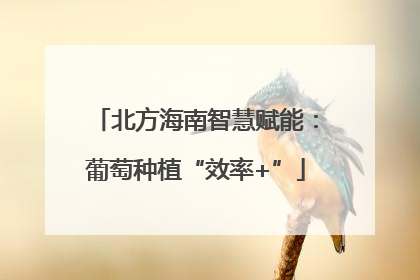 北方海南智慧赋能：葡萄种植“效率+”