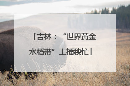 吉林：“世界黄金水稻带”上插秧忙