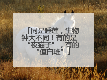 同是睡莲，生物钟大不同！有的是“夜猫子”，有的“值白班”