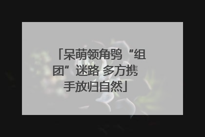 呆萌领角鸮“组团”迷路 多方携手放归自然
