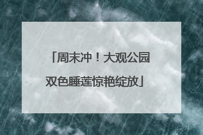 周末冲！大观公园双色睡莲惊艳绽放