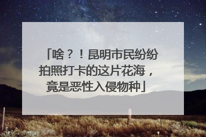 啥？！昆明市民纷纷拍照打卡的这片花海，竟是恶性入侵物种