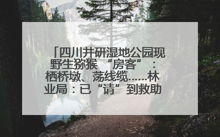 四川井研湿地公园现野生猕猴 “房客”：栖桥墩、荡线缆……林业局：已“请”到救助站，将放归自然