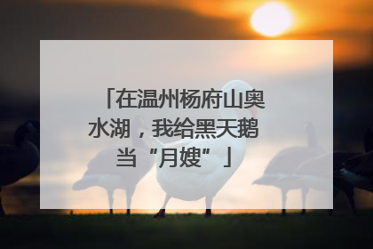 在温州杨府山奥水湖，我给黑天鹅当“月嫂”