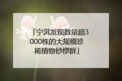 宁洱发现数量超3000株的大规模珍稀植物桫椤群