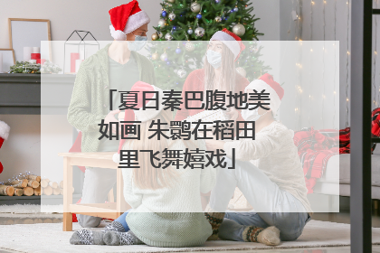 夏日秦巴腹地美如画 朱鹮在稻田里飞舞嬉戏