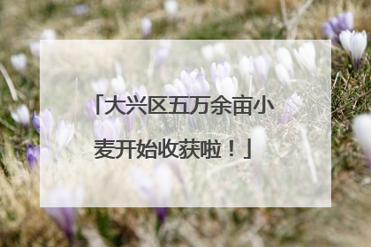 大兴区五万余亩小麦开始收获啦！