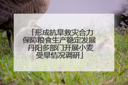 形成抗旱救灾合力 保障粮食生产稳定发展 丹阳多部门开展小麦受旱情况调研