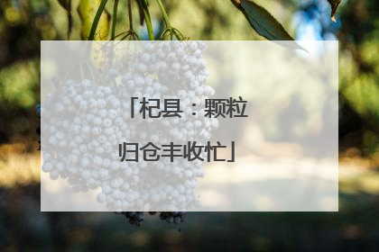 杞县：颗粒归仓丰收忙