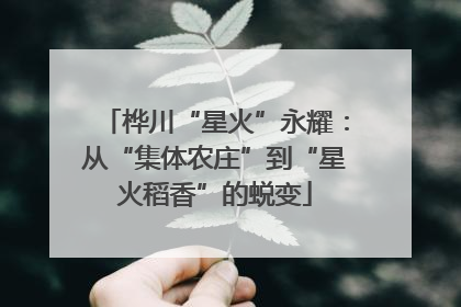 桦川“星火”永耀：从“集体农庄”到“星火稻香”的蜕变