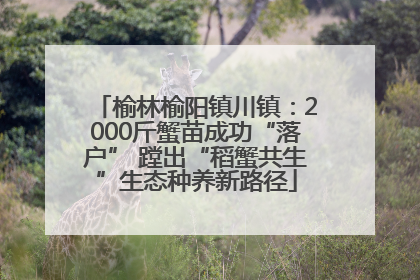 榆林榆阳镇川镇：2000斤蟹苗成功“落户” 蹚出“稻蟹共生”生态种养新路径