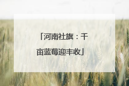 河南社旗：千亩蓝莓迎丰收