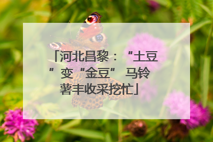 河北昌黎：“土豆”变“金豆” 马铃薯丰收采挖忙