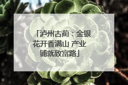泸州古蔺：金银花开香满山 产业铺就致富路