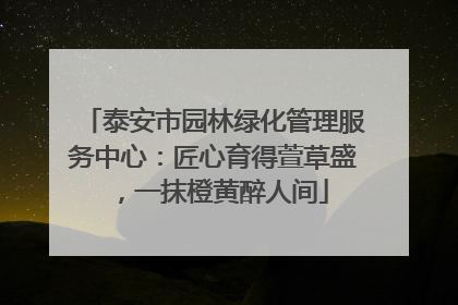 泰安市园林绿化管理服务中心：匠心育得萱草盛，一抹橙黄醉人间