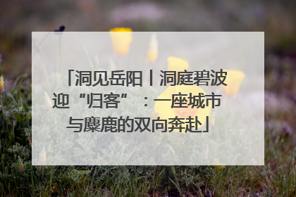 洞见岳阳丨洞庭碧波迎“归客”：一座城市与麋鹿的双向奔赴
