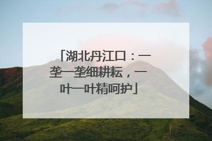 湖北丹江口：一垄一垄细耕耘，一叶一叶精呵护