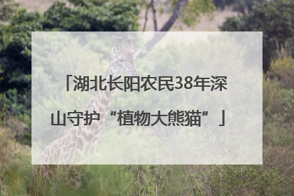 湖北长阳农民38年深山守护“植物大熊猫”