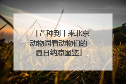 芒种到丨来北京动物园看动物们的夏日纳凉图鉴