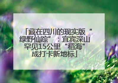 藏在四川的现实版“绿野仙踪”：宜宾深山罕见15公里“稻海”成打卡新地标