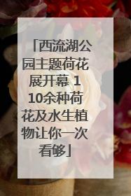 西流湖公园主题荷花展开幕 110余种荷花及水生植物让你一次看够