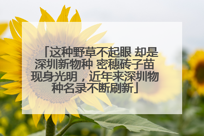 这种野草不起眼 却是深圳新物种 密穗砖子苗现身光明，近年来深圳物种名录不断刷新
