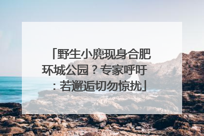 野生小麂现身合肥环城公园？专家呼吁：若邂逅切勿惊扰