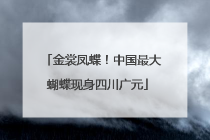 金裳凤蝶！中国最大蝴蝶现身四川广元