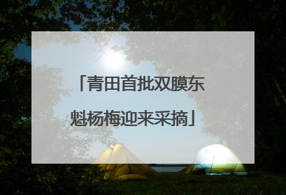 青田首批双膜东魁杨梅迎来采摘