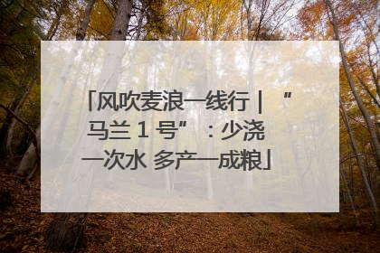 风吹麦浪一线行｜“马兰 1 号”：少浇一次水 多产一成粮