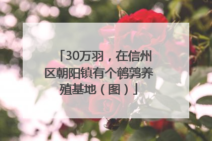 30万羽，在信州区朝阳镇有个鹌鹑养殖基地（图）