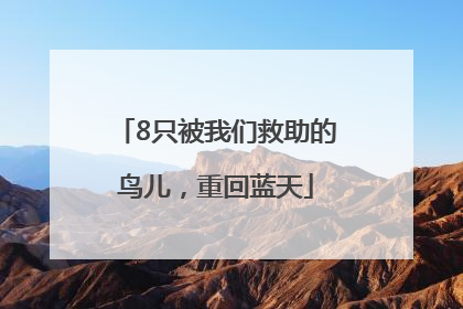 8只被我们救助的鸟儿，重回蓝天